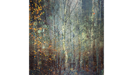 forest of birch trees with silver and gold autumnal leaves